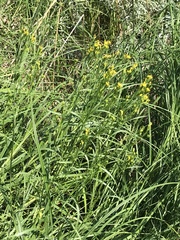 Euthamia occidentalis