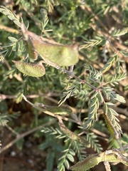 Pomaria jamesii
