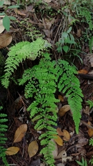 Adiantum concinnum