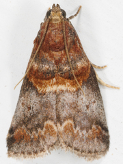 Acrobasis angusella