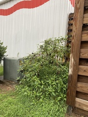 Phytolacca americana