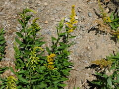 Solidago velutina
