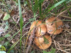 Suillus