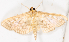 Herpetogramma pertextalis