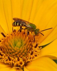 Agapostemon splendens