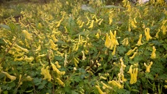 Corydalis pallida