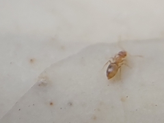 Brachymyrmex