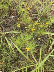 Helenium amarum
