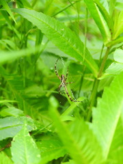 Argiope aurantia