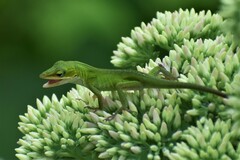 Anolis carolinensis
