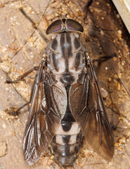 Tabanus trimaculatus