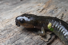 Ambystoma