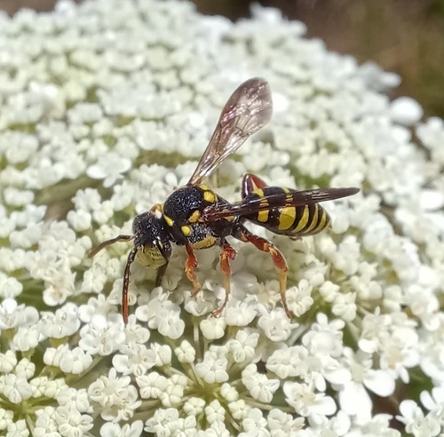 Yellow-margined Nomad Bee