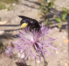 Melissodes bimaculatus