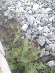 Sonchus oleraceus