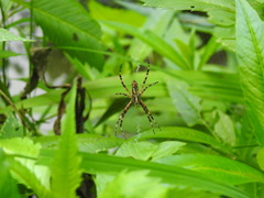 Argiope aurantia