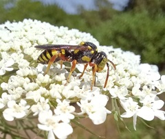 Nomada vegana