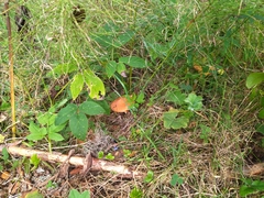 Suillus