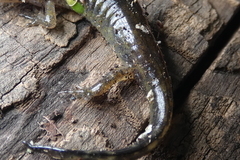 Ambystoma