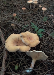 Paralepista