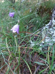 Campanula