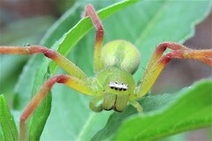 Neosparassus patellatus