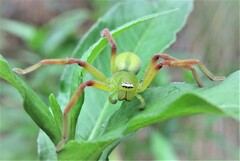 Neosparassus patellatus