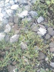 Oxybasis glauca