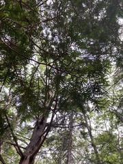 Thuja occidentalis