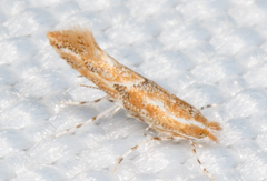 Phyllonorycter