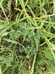 Daucus carota