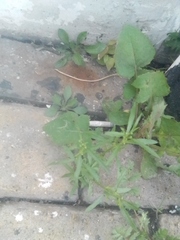 Erigeron canadensis
