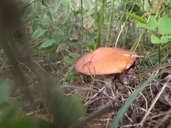 Suillus