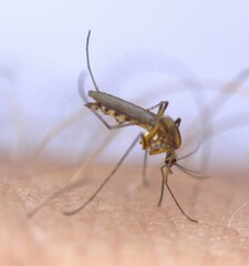 Aedes trivittatus