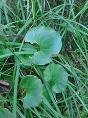 Parnassia fimbriata
