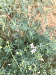 Medicago sativa