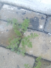 Potentilla paradoxa