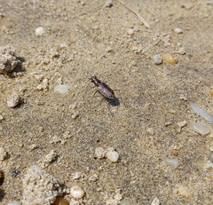 Ellipsoptera marginata