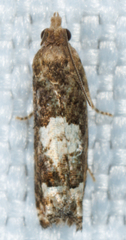 Eucosma parmatana