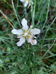 Parnassia fimbriata