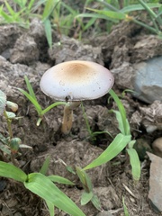 Psilocybe cubensis
