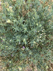 Medicago sativa