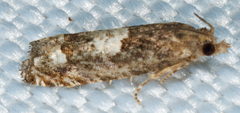 Eucosma parmatana
