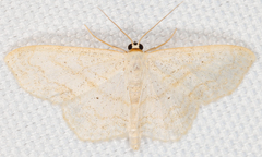 Scopula limboundata