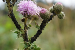 Aphis gossypii