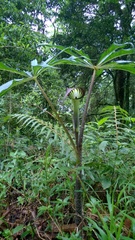 Arisaema consanguineum