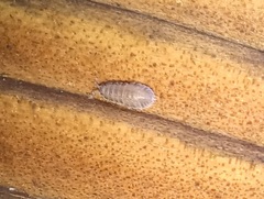 Armadilloniscus ellipticus