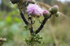 Aphis gossypii