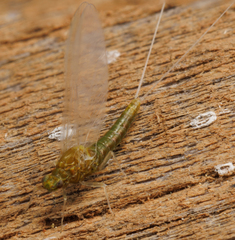 Stenacron interpunctatum