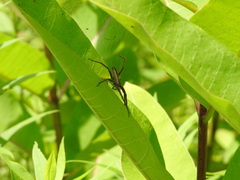 Pisaurina mira